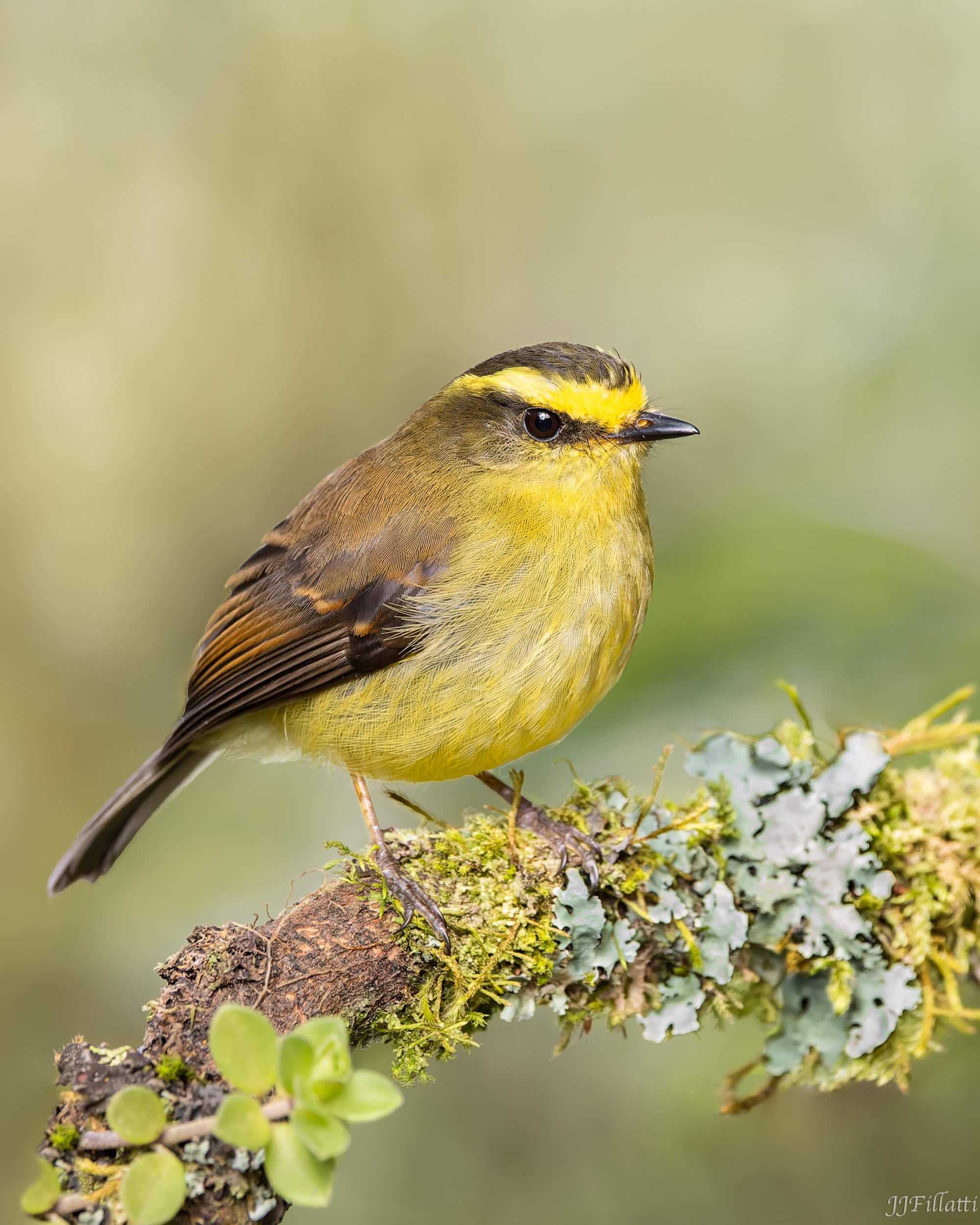 bird of colombia image 42